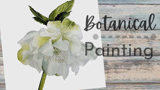 HOW TO PAINT A HELLEBORE IN WATERCOLOR  botanical art [upl. by Mariquilla]