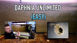 How I Raise Daphnia Water Fleas And You Can Too [upl. by Elledoj]