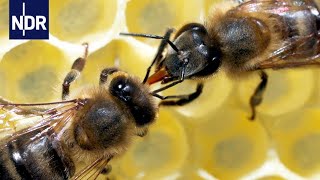 Rettung für unsere Bienen Ein Forscher macht Hoffnung für die Zukunft  45 Min  NDR [upl. by Ymarej311]