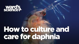 Caring and Culturing for Daphnia [upl. by Eiliah]