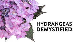 Hydrangeas Demystified  Everything You Need to Know About Hydrangeas [upl. by Convery217]