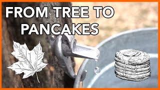 Making Maple Syrup at Home Start to Finish [upl. by Ynes22]