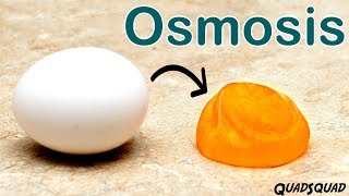 Eggs and Osmosis  A Fun Science Experiment [upl. by Magill]