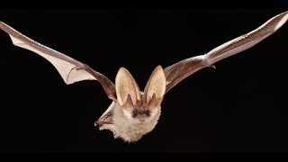 Cosas que deberías saber sobre los murciélagos 🦇 [upl. by Eicaj]