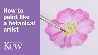 How to paint like a botanical artist [upl. by Dannica]