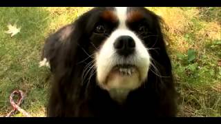 Dogs 101  Cavalier King Charles Spaniel [upl. by Nyrehtak805]