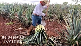 How Patrón Makes Its Tequila [upl. by Eliseo345]