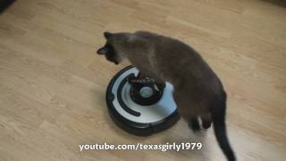 Cat shows HOW TO use iRobot Roomba Vacuum [upl. by Llenrup]