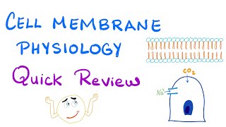 Cell Membrane Physiology  Quick Review  Physiology Series [upl. by Akemahc33]