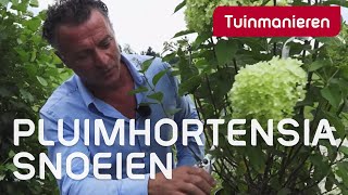 De pluimhortensia Limelight snoeien hoe doe je dat  Tuinmanieren [upl. by Oby]