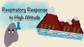 Respiratory Response To High Altitude  Acclimatization Physiology  Respiratory Physiology [upl. by Dody]