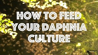 How To Feed Your Daphnia Culture [upl. by Htebazila]