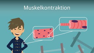 Muskelkontraktion einfach erklärt [upl. by Haslam]