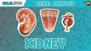 Renal  Kidney Anatomy Model [upl. by Ladonna]