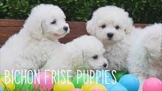 Bichon Frise Puppies [upl. by Teferi304]