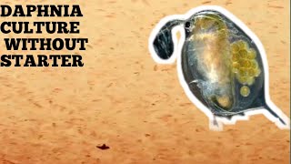 HOW TO CULTURE DAPHNIA NATURALLY WITHOUT A STARTER [upl. by Rebmit221]