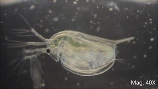 Daphnia magna under the Microscope [upl. by Hnao971]