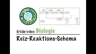 Erklärvideo Biologie – ReizReaktionsSchema [upl. by Ydissak]