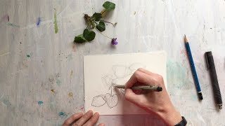 Step by step botanical drawing [upl. by Iruj]