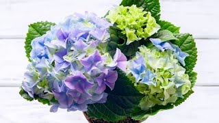 Cómo y cuándo reproducir las hortensias por esquejes  Bricomanía  Jardinatis [upl. by Hyacinth]