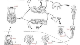 Marchantia Life Cycle [upl. by Ecissej]