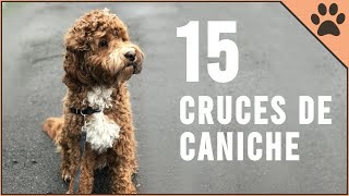 15 Cruces De Caniche  Perros Mundo [upl. by Gonnella346]