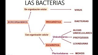 INTRODUCCIÓN A LA MICROBIOLOGÍA  Las bacterias [upl. by Ahsien]