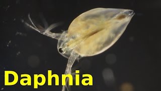 Daphnia [upl. by Yorled]