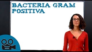 Bacteria Gram Positiva [upl. by Able]