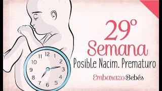 SEMANA 29 de Embarazo  7º Mes  Semana a semana [upl. by Doner]