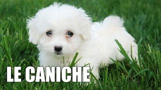 Le Caniche [upl. by Ribble]