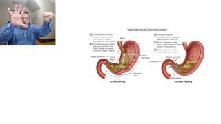 Digestive System 5 Gastric emptying [upl. by Naot]