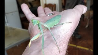 Sphodromantis viridis [upl. by Ailama]