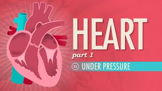 The Heart Part 1  Under Pressure Crash Course Anatomy amp Physiology 25 [upl. by Suiddaht]