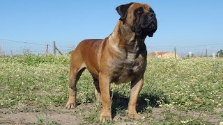 South African Boerboel BLITZKRIEG ZAZU [upl. by Brunhilda]