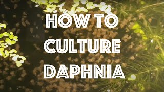 How To Culture Daphnia Magna [upl. by Alamak]