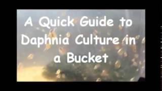 How to culture daphnia outside [upl. by Aynotel]