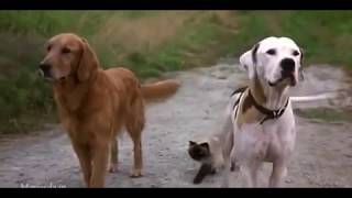 Hollywood movies Homeward bound 2 comedy sense Tamil [upl. by Rodge166]