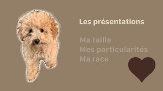 CHIOT CANICHE TOY  Les présentations [upl. by Amena]