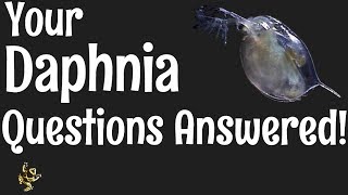 Daphnia Questions Answered [upl. by Oicafinob]