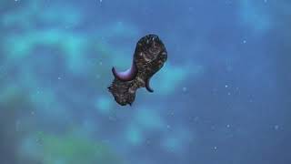 Flatworms platyhelminthes The First Hunter TheShapeOfLife [upl. by Bridwell]