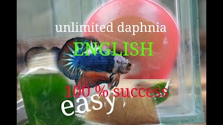 daphnia moina culture Easy way Unlimited production English  with sub Green water Chlorella [upl. by Alford456]