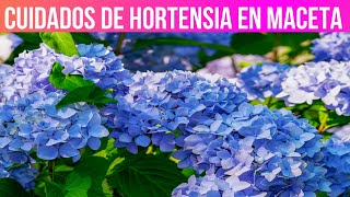 CUIDADOS DE HORTENSIAS EN MACETAS COMO CUIDAR HORTENSIAS [upl. by Artap]