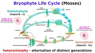 Bryophytes and the Life Cycle of Plants [upl. by Natalya]