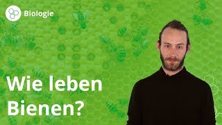 Bienen Leben im Bienenstock  Biologie  Duden Learnattack [upl. by Nilek485]