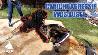 CANICHE AGRESSIF MAIS AUSSI [upl. by Annirtak]