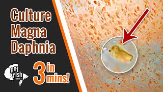 How to culture DAPHNIA MAGNA  The easy way [upl. by Bresee]