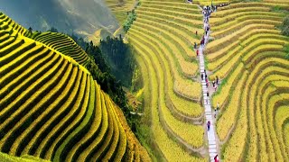 CHINAS UNBELIEVABLE RICE TERRACES TURNED INTO STUNNING TOURIST ATTRACTIONS [upl. by Brinson546]