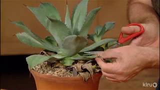 How to Prune Agaves Jeff Pavlat Central Texas Gardener [upl. by Atsyrc]