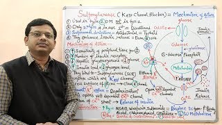 Diabetes Mellitus Part10 Mechanism of Action of Sulfonylurease  Antidiabetic Drugs  Diabetes [upl. by Nohsad598]